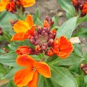 Cheiranthus cheirii 'Bedder orange vif'